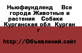 Ньюфаундленд  - Все города Животные и растения » Собаки   . Курганская обл.,Курган г.